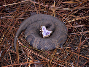Water Moccasin in a defensive posture